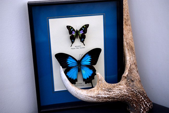 Picked up this gorgeous butterfly frame from a market in london. And the Antler was found at our local deer park 